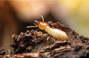 Termite Management
