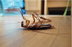 Cockroach Ant Management